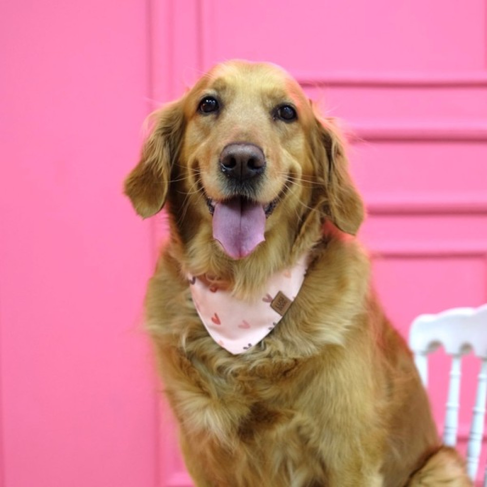 Lusi Doog Pembe Köpek Bandanası (S - M - L Beden) Kalp Desenli Evcil Hayvan Ürünleri Fiyatı