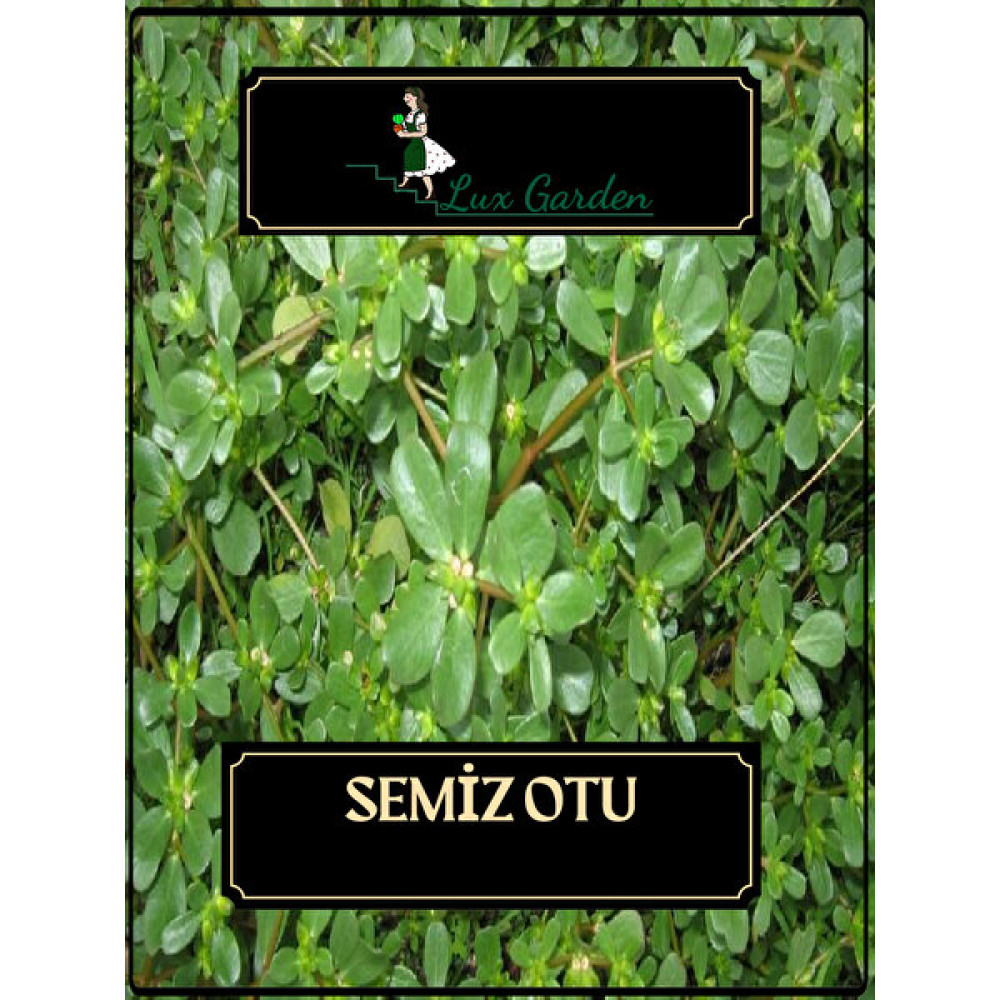 Lux Garden Semiz Otu Tohumu 350 Adet - 1 Adet Tohum Fiyatı