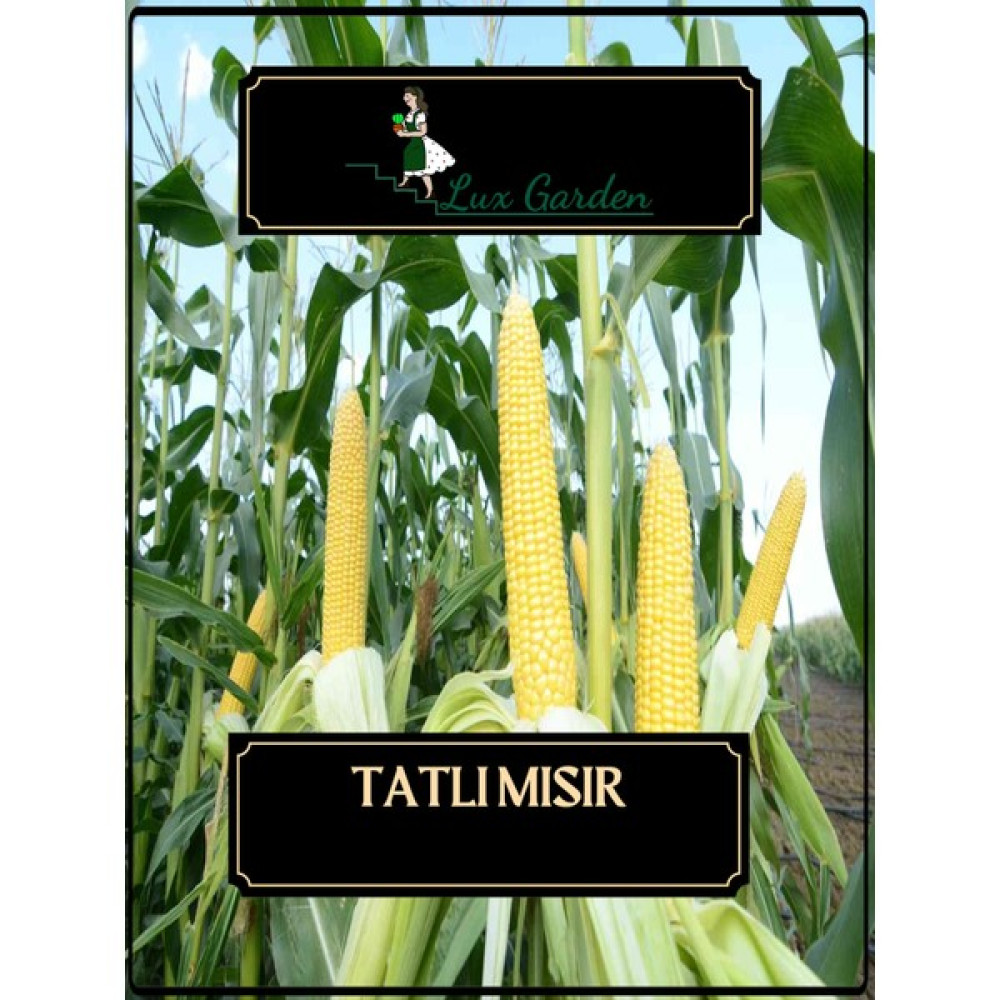 Lux Garden Tatlı Mısır Tohumu 8 Adet - 1 Adet Tohum Fiyatı