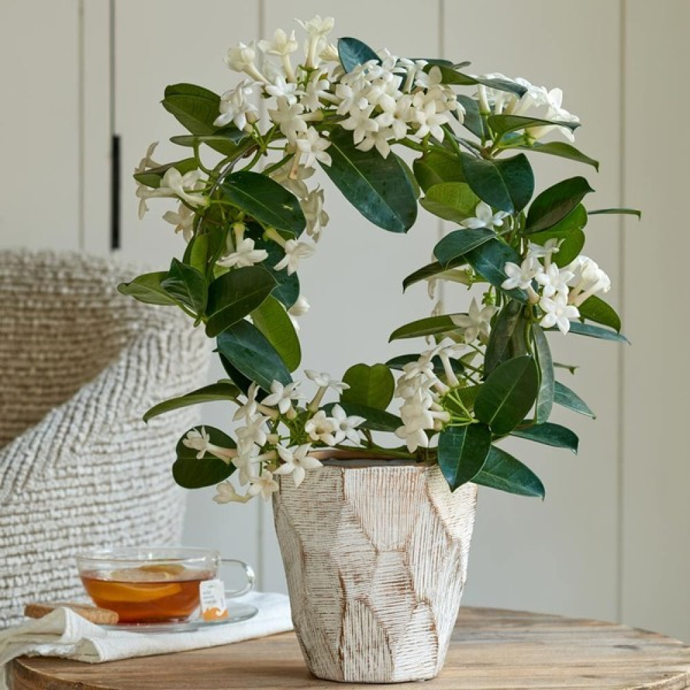 Madagaskar Yasemini – Stephanotis Floribunda Bitki Fiyatı