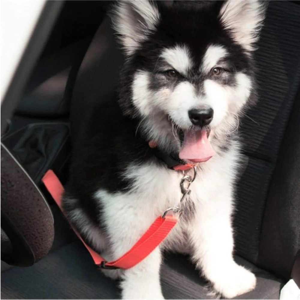 Mallbudur Evcil Hayvan Araç Emniyet Kemeri Kedi Köpek Oto Kemer Oto Boyaları Fiyatı