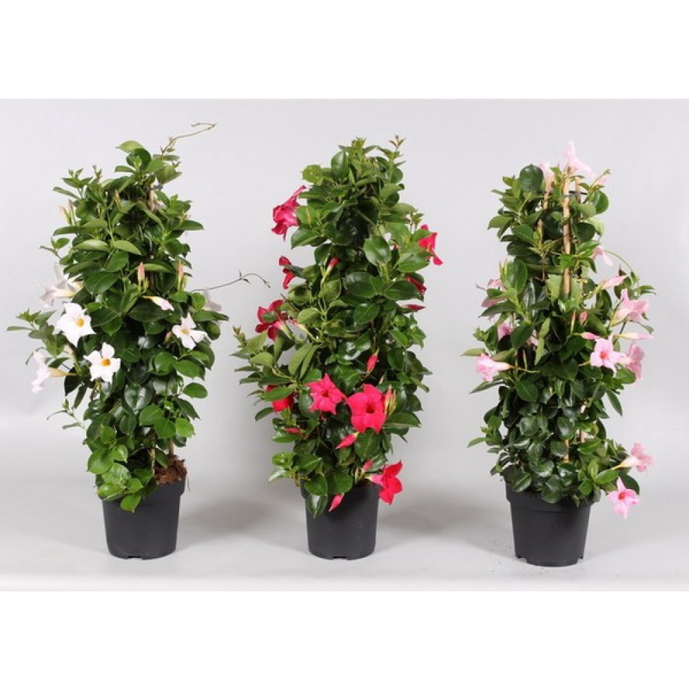 Mandevilla Sarmaşığı 3'lü Set 80-100 cm Bitki Fiyatı