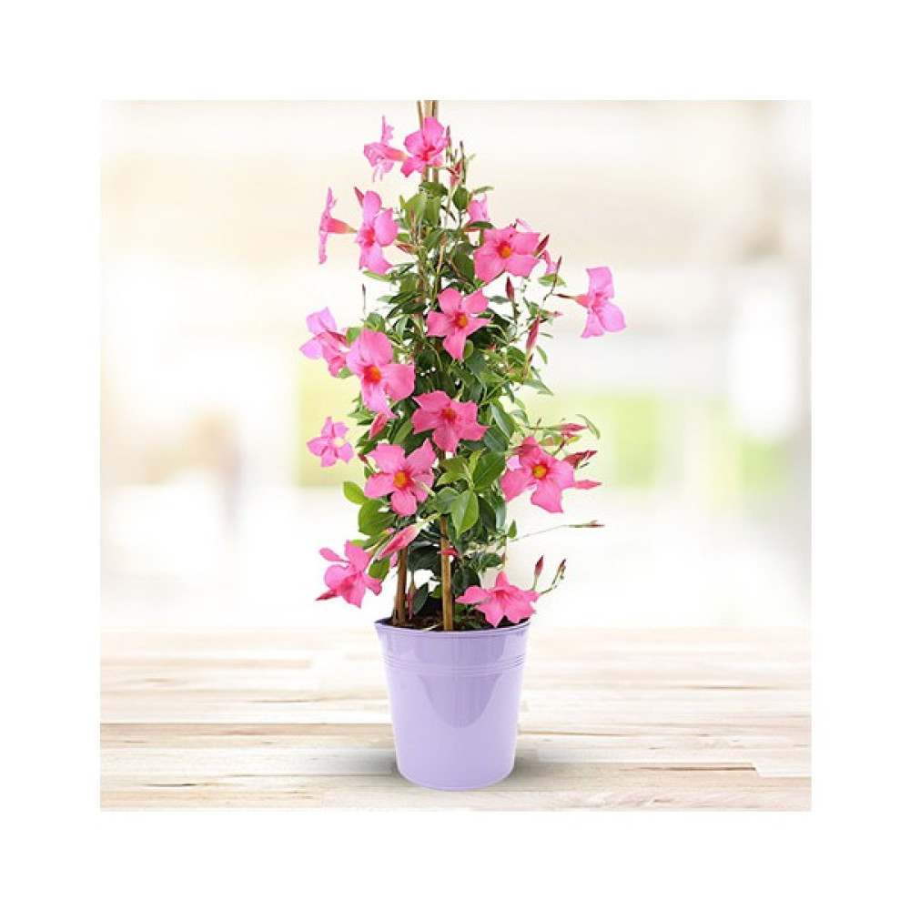 Mandevilla Sarmaşığı - Pembe 80-100 cm Bitki Fiyatı