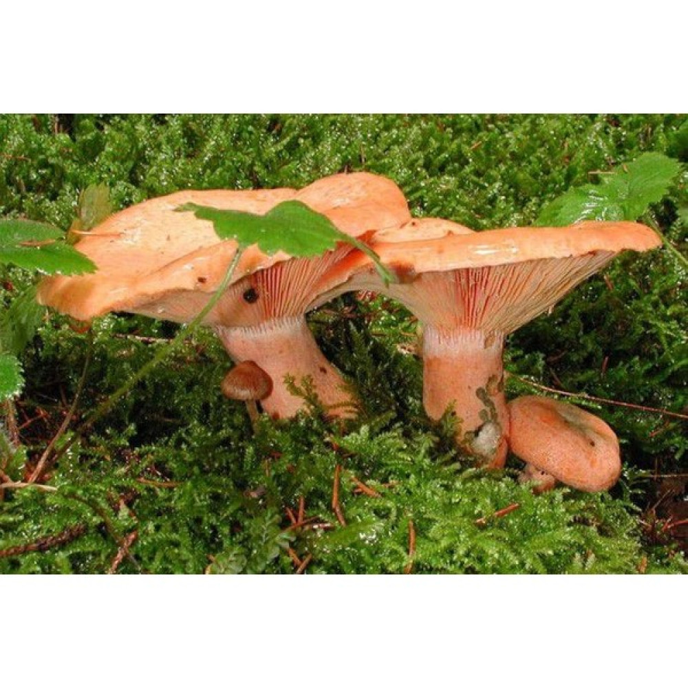 Mantarcı Anne Kanlıca (Çintar) Mantar Tohumu 200 Gram - 200 gr Tohum Fiyatı