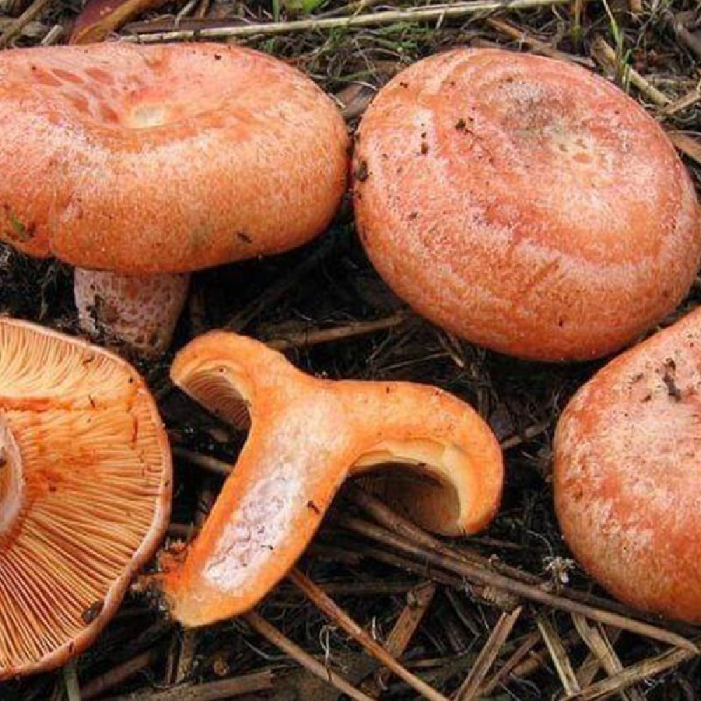 Mantarcı Anne Kanlıca Mantarı Çintar Çam Melki Mantar Tohumu - 100 gr Tohum Fiyatı