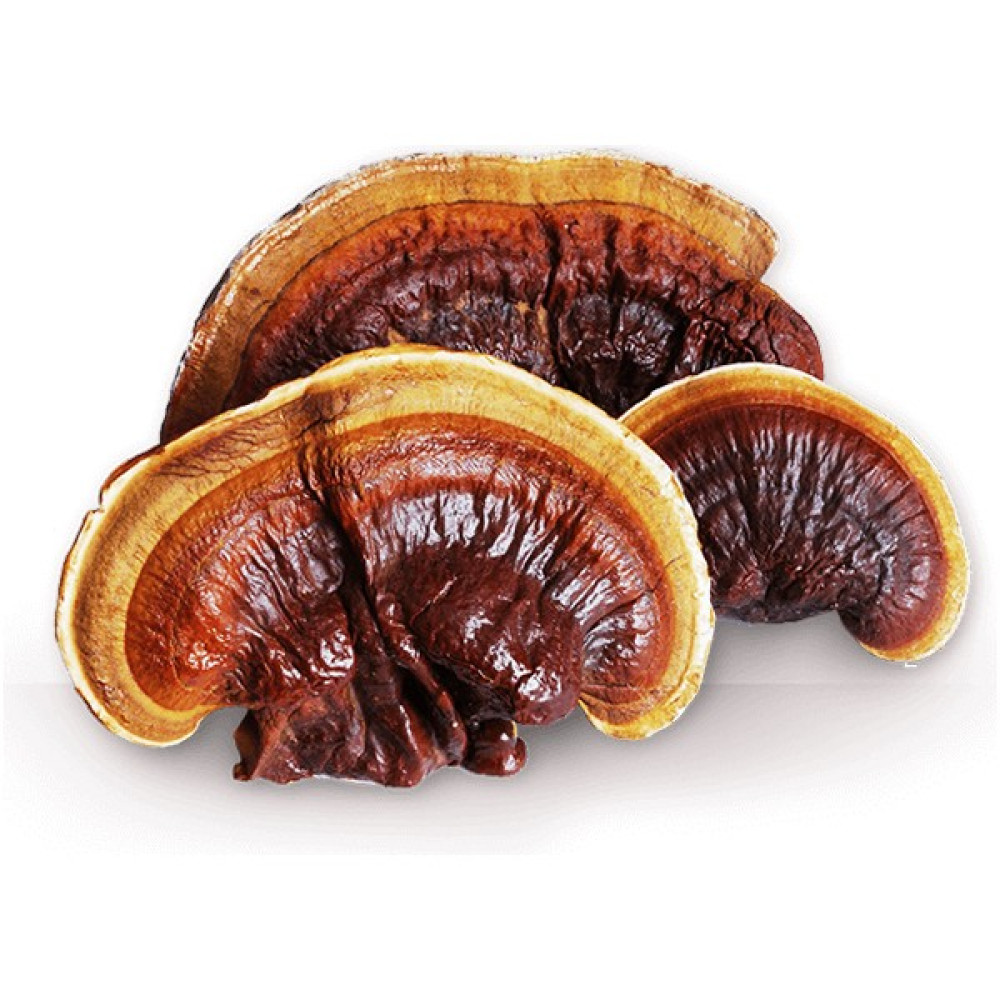 Mantarcı Anne Kırmızı Reishi Mantarı Tohumu Ganoderma Lucidum Mantar Tohumu - 300 gr Tohum Fiyatı
