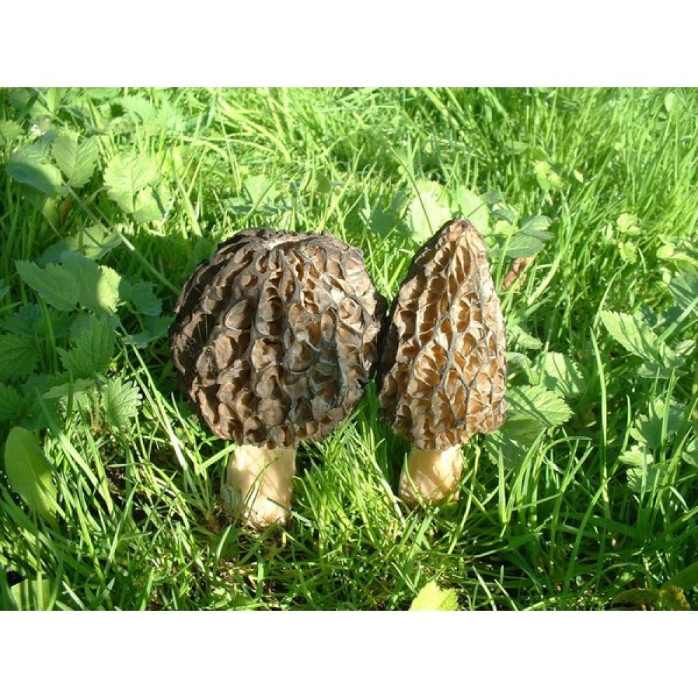 Mantarcı Anne Kuzu Göbeği Mantar Tohumu 1000 gr - 1 kg Tohum Fiyatı