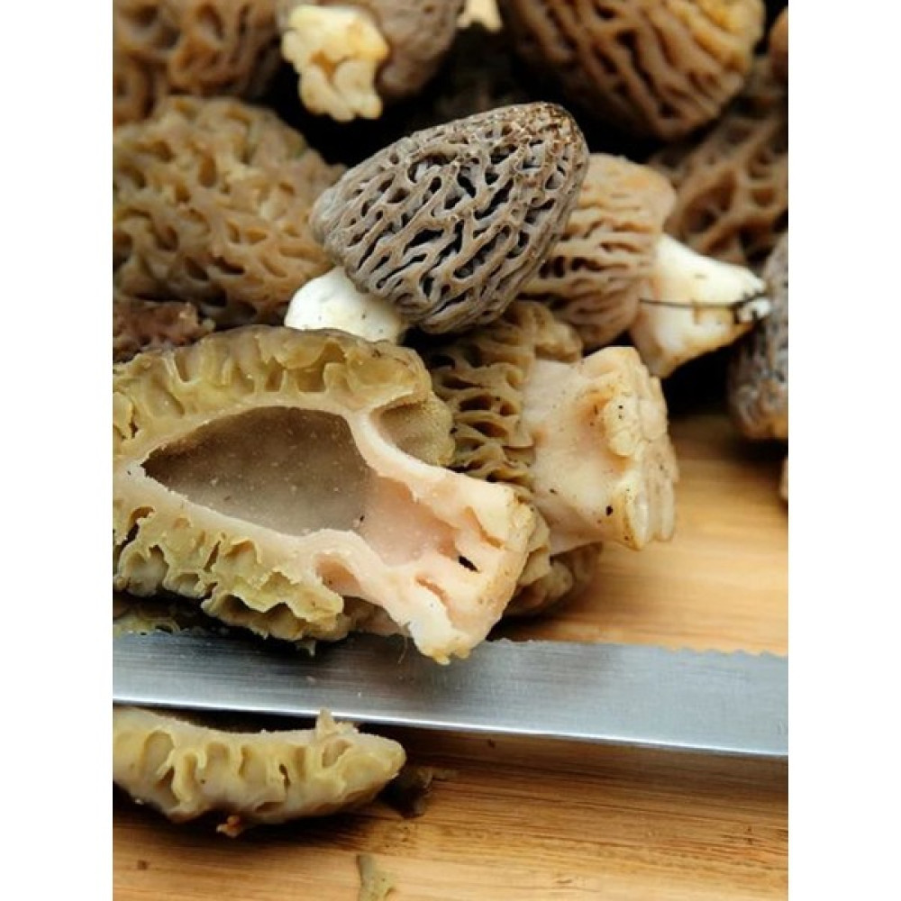 Mantarcı Anne Kuzu Göbeği Mantarı Tohumu Mantar Tohumu - 100 gr Tohum Fiyatı