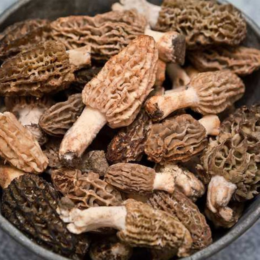 Mantarcı Anne Kuzu Göbeği Mantarı Tohumu Mantar Tohumu - 300 gr Tohum Fiyatı
