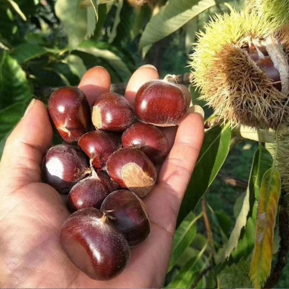 Maraval Kestane Fidanı 3 Yaş Tüplü ve Aşılı Fidan Fiyatı