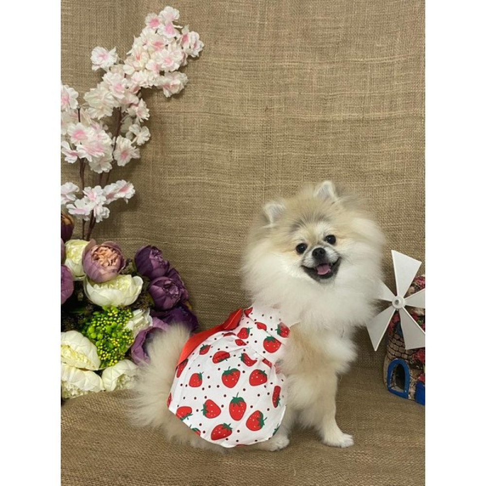 Maria Pet Fashion Köpek & Kedi Kıyafeti&elbisesi - Kırmızı - Beyaz - M Evcil Hayvan Ürünleri Fiyatı