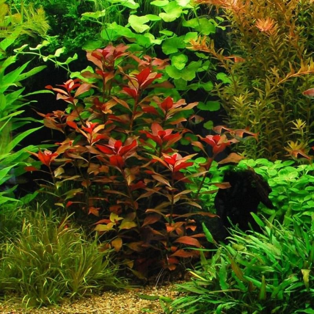 Marimo Scape Akvaryum Bitkileri Ludwigia Diamond Repens Evcil Hayvan Ürünleri Fiyatı