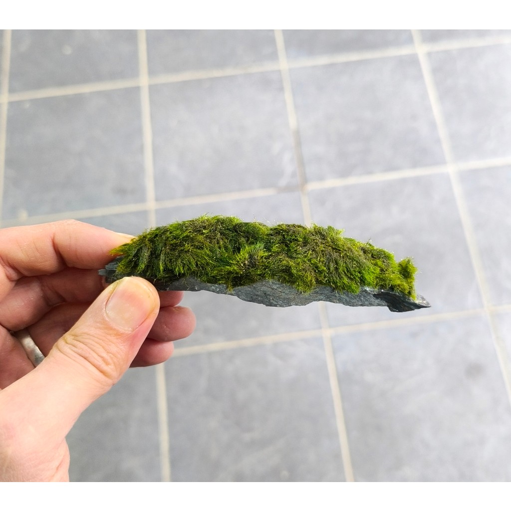 Marimo Scape Marimo rock Marimo Yosunu ile Sarılı 7-10 cm Kaya Diğer Fiyatı