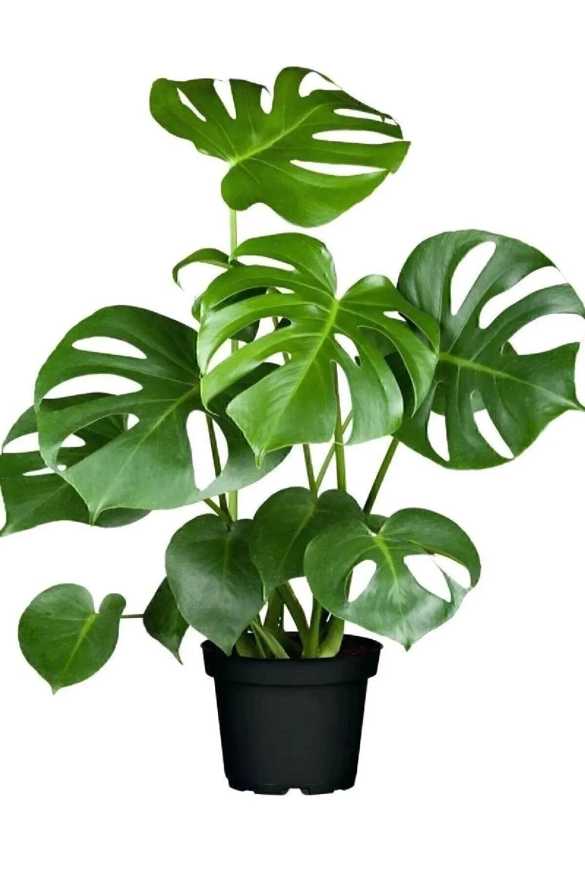 Mark Lab Deve Tabanı - Monstera Deliciosa 5 0 Cm" Dekoratif Bahçe Ürünleri Fiyatı