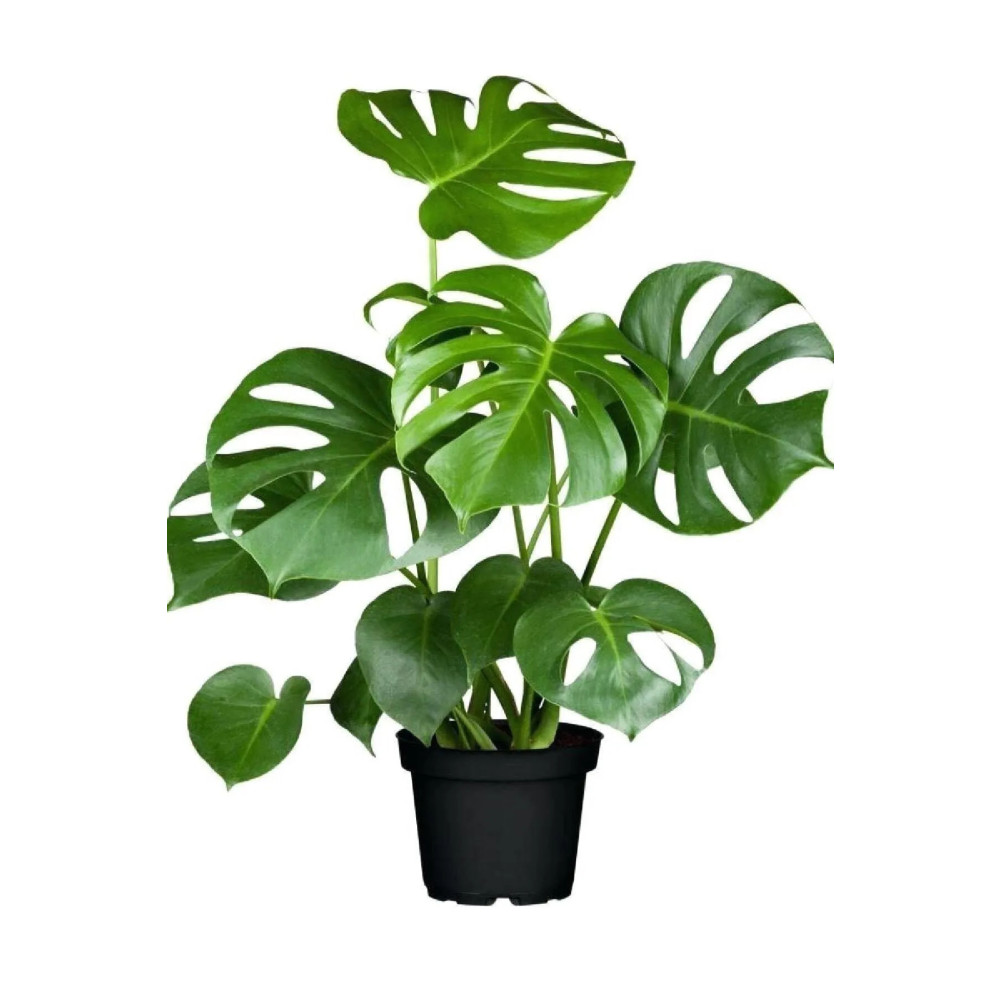 Mark Lab Deve Tabanı - Monstera Deliciosa 5 0 Cm Dekoratif Bahçe Ürünleri Fiyatı