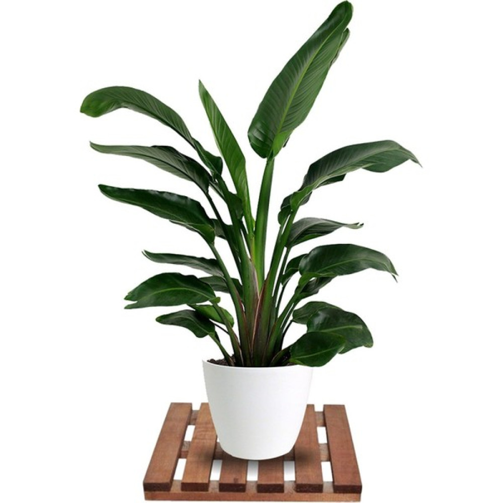 Mavienerji Tekerleksiz Ahşap Saksı Altlığı Damacana Tüp Saksı Sehpası 30X30 cm Saksı ve Aksesuarları Fiyatı
