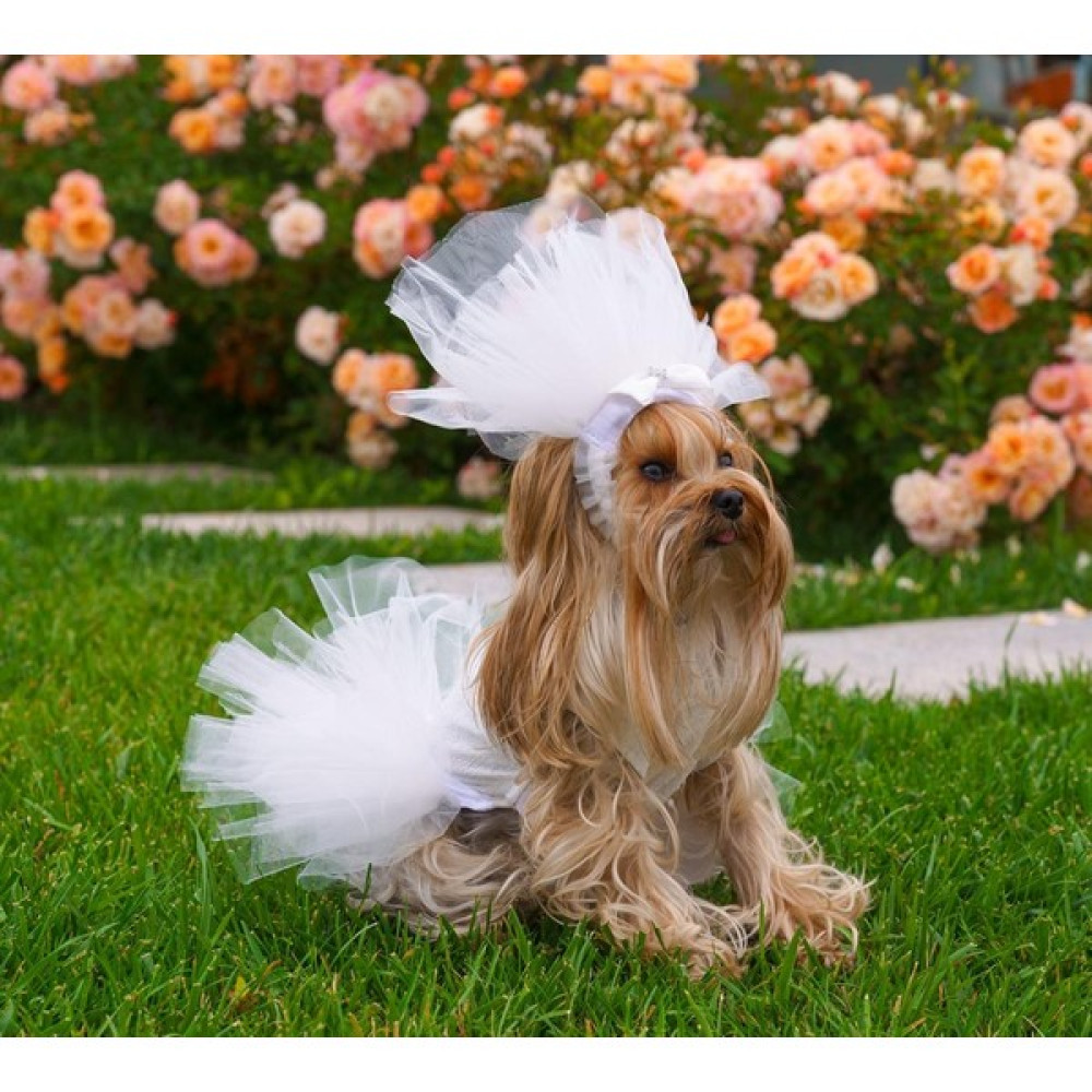 Max Design Pet Gelinlik ve Duvak Köpek ve Kedi Için Düğün Nikah Nişan Evlilik Kıyafeti - M Evcil Hayvan Ürünleri Fiyatı