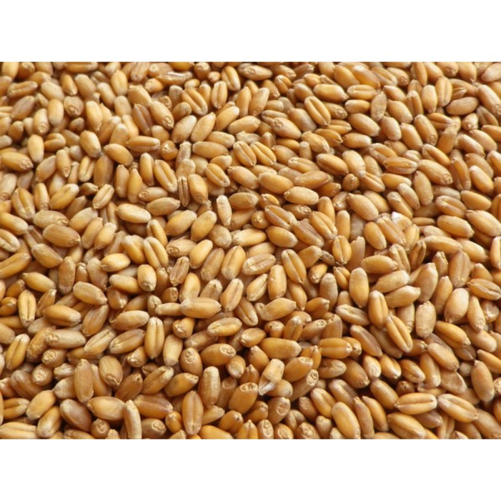 MAYSAN Buğday 5 kg Yemlik Buğday (Tavuk, Ördek, Güvercin, Kaz, Bıldırcın ve Tüm Kanatlılar Için) Evcil Hayvan Ürünleri Fiyatı