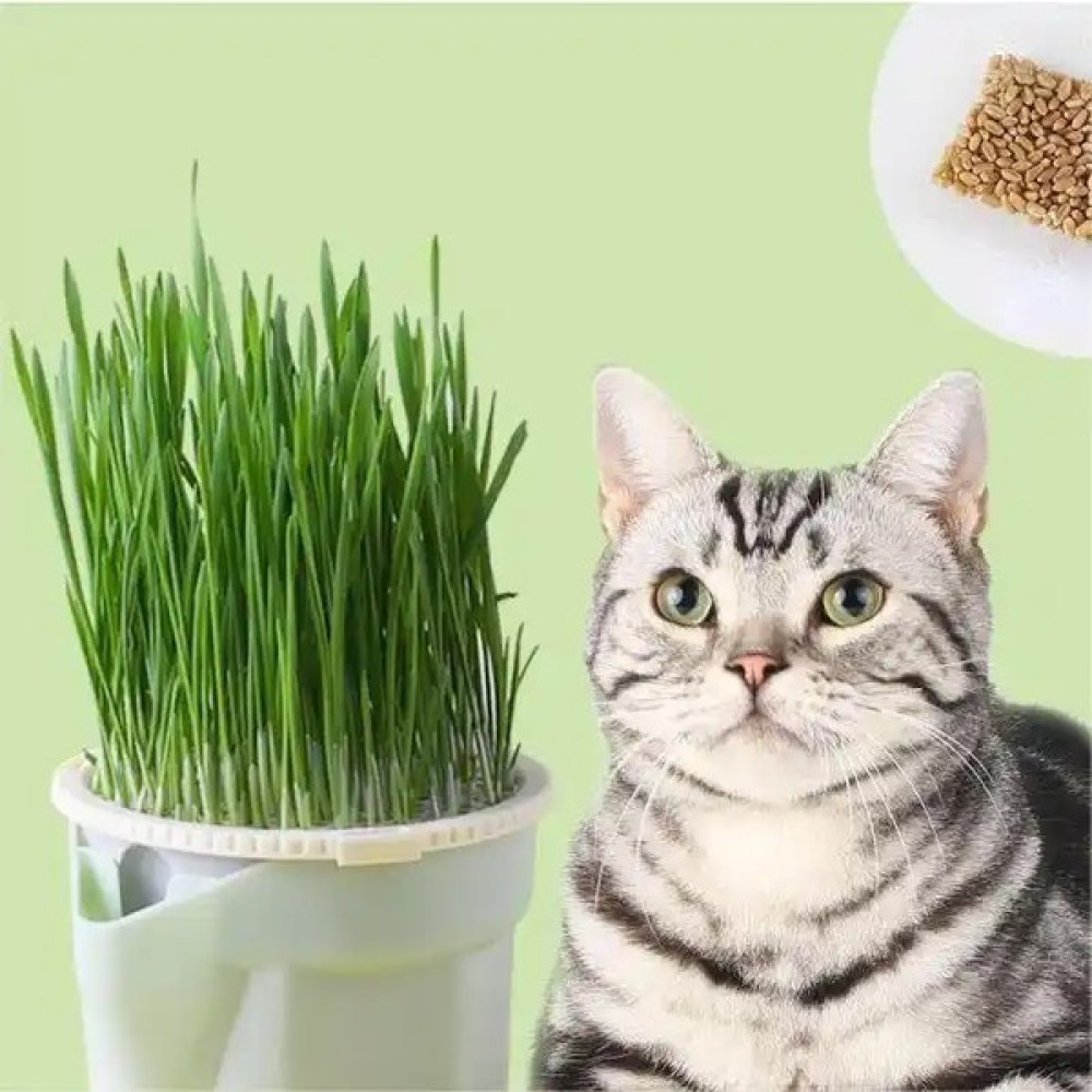 (Mega XL Set- 18 Aylık Kullanım) 3 Adet Topraksız Suda Kedi Çimi Yetiştirme Kiti + 18 Aylık Tohum Evcil Hayvan Ürünleri Fiyatı