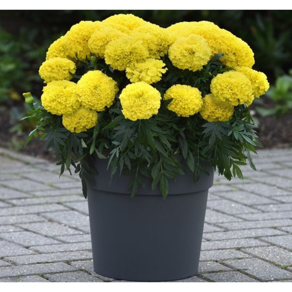 megcito Kadife Çiçeği ( Marigold Büyük Çiçek ) Sarı Renkli - 10 Tohum - 10 Adet Tohum Fiyatı