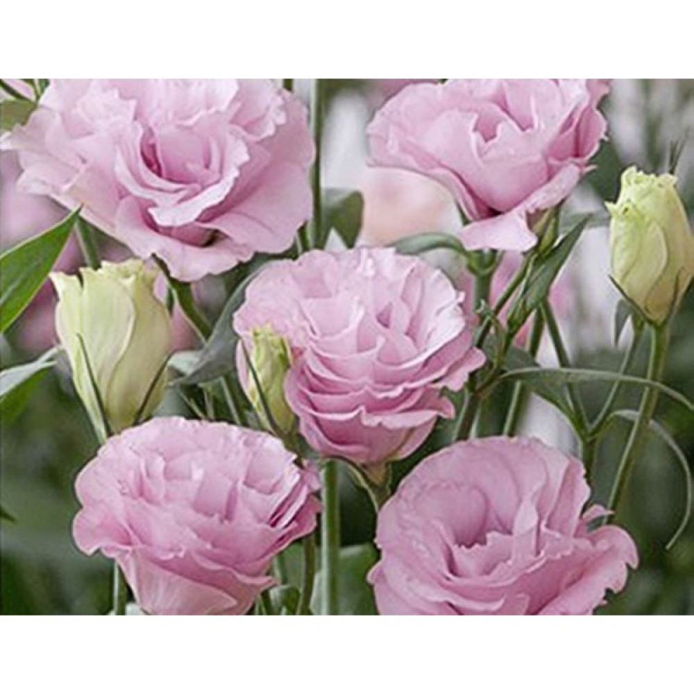 megcito Pembe Lisianthus ( Lalegül ) Tohumu ( 10 Tohum ) - 10 Adet Tohum Fiyatı