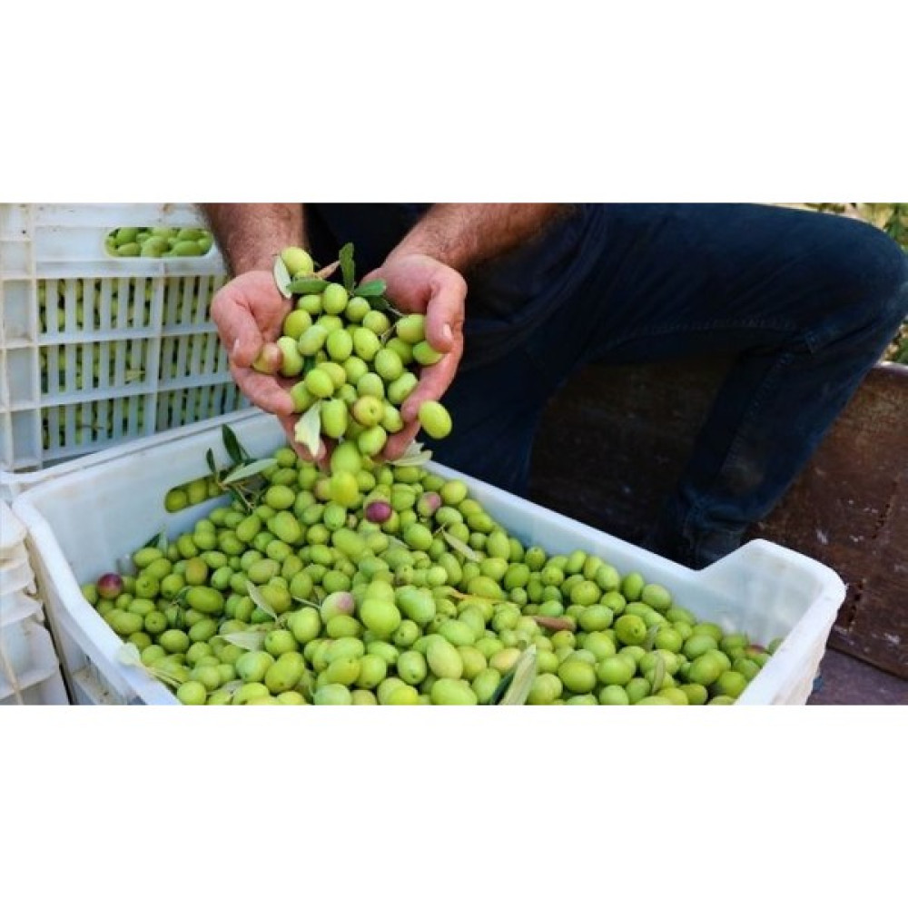Memecik Zeytin Fidanı Tüplüdür 50 60 cm Boy Fidan Fiyatı