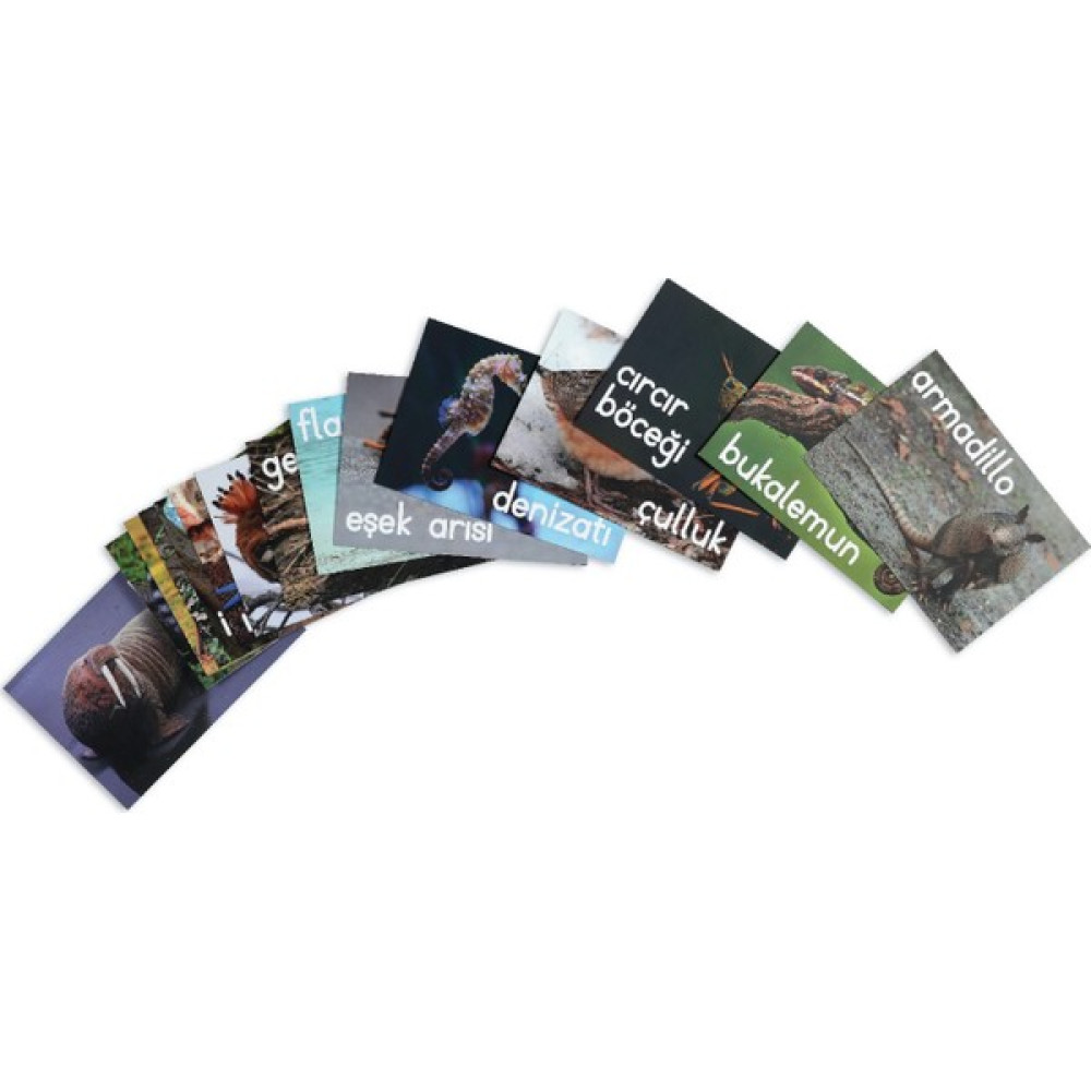 Meraklı Zebra Hayvanlar Temalı Alfabe Kartları Set - 2 Eğitici Oyuncak Fiyatı