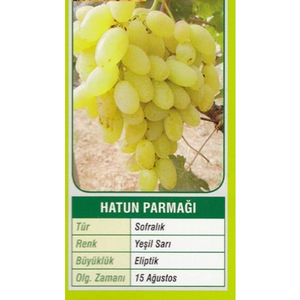 Mevsim Fidancılık Peyzaj Açık Kök Asma Üzüm Fidanı Hatun Parmağı ( 2 Yaşında Boy 50-70 cm ) Fidan Fiyatı