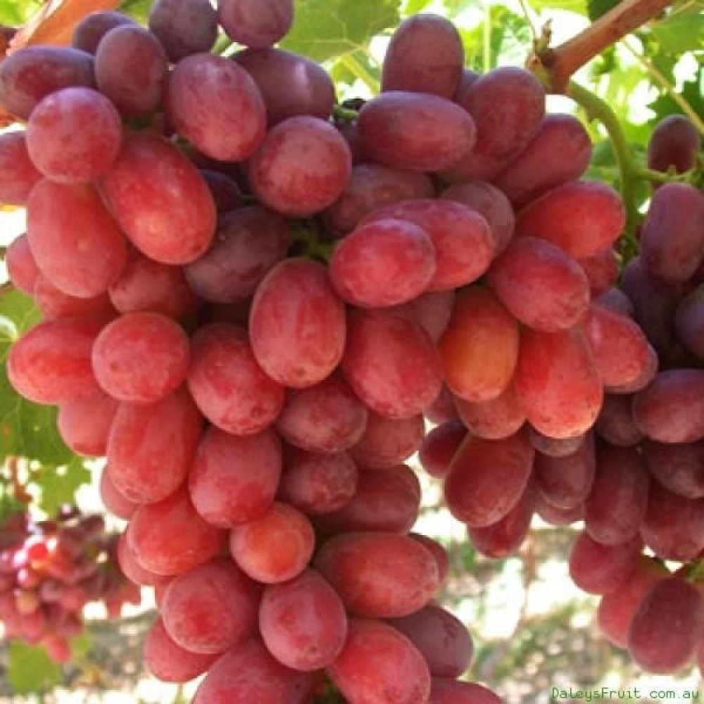 Mevsim Fidancılık Peyzaj Açık Kök Üzüm Fidanı Crimson Seedless ( Boy 50-70 cm ) - Yok Fidan Fiyatı