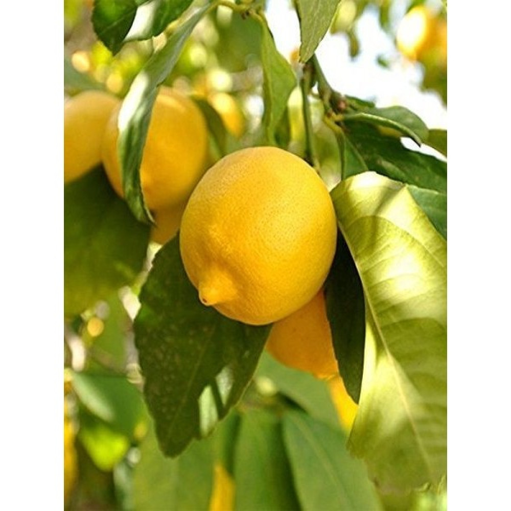Mevsim Fidancılık Peyzaj Tüplü Citrus - Meyeri Mayer Limon Fidanı(3 Yaşında Boy 120CM) Oto Boyaları Fiyatı