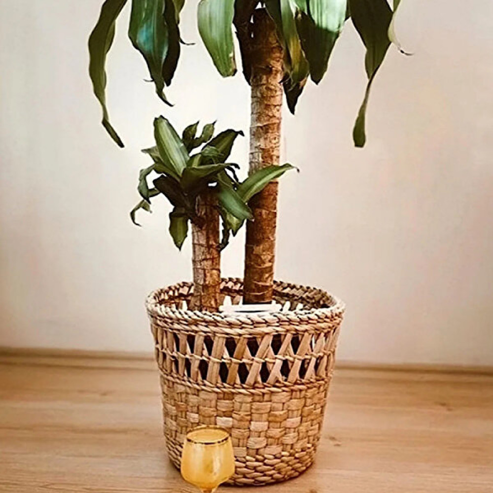 Mien Home Hasır El Yapımı Saksı - 28CM Saksı ve Aksesuarları Fiyatı