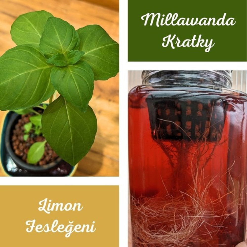 Millawanda Kratky - Limon Fesleğeni - Topraksız Bitki Yetiştirme Seti Oto Boyaları Fiyatı