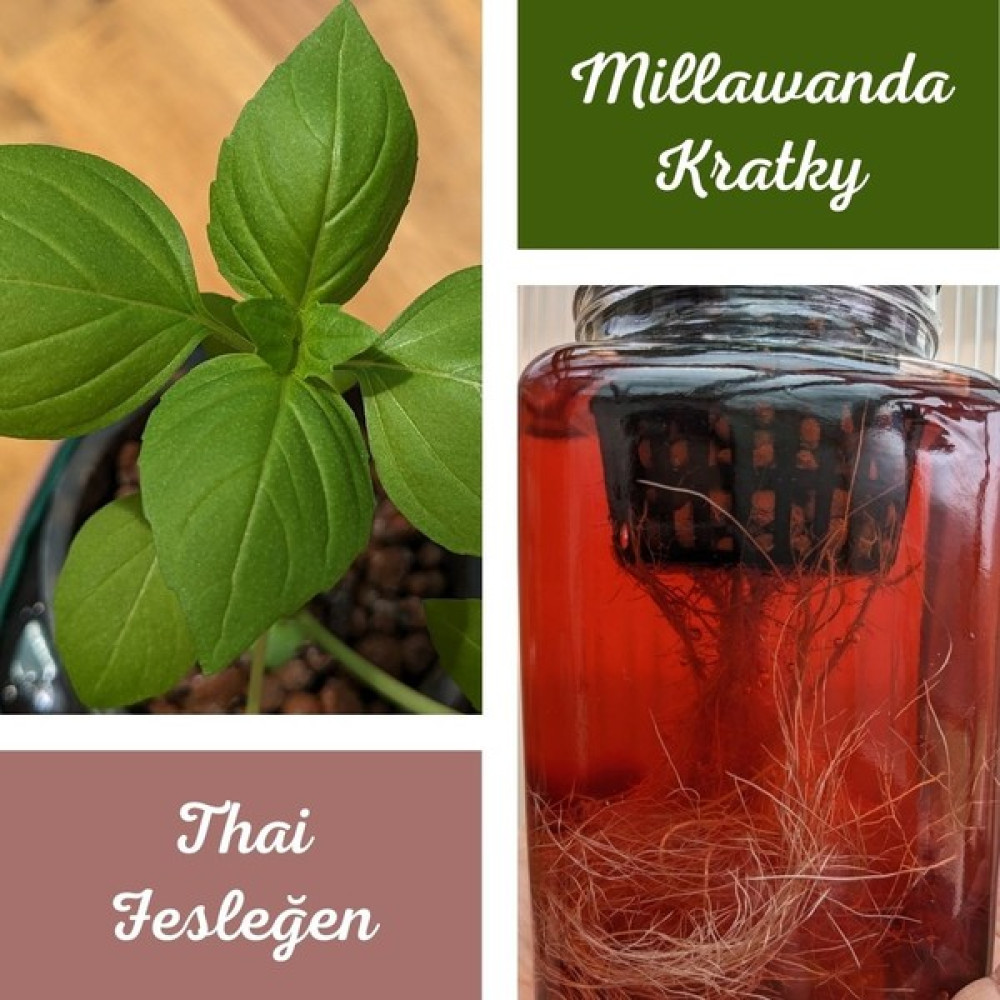 Millawanda Kratky - Thai Fesleğen - Topraksız Bitki Yetiştirme Seti Oto Boyaları Fiyatı