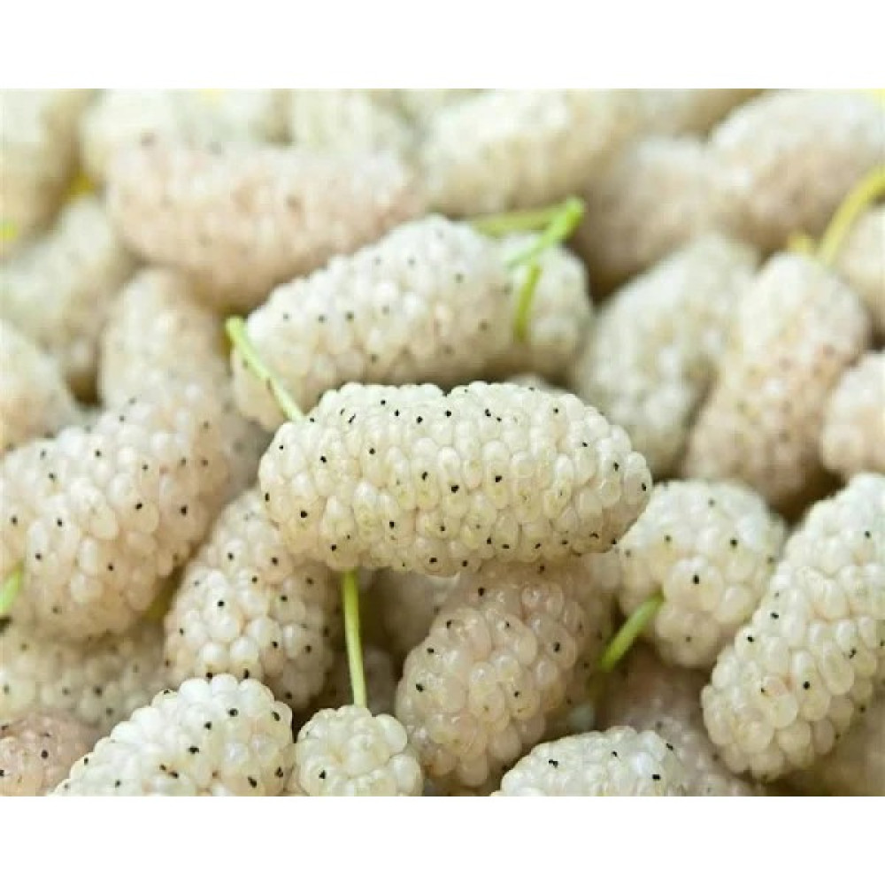 Mimoza Çiçek Beyaz Dut Fidanı Yarı Bodur 120 cm Aşılı Tüplü Fidan Fiyatı