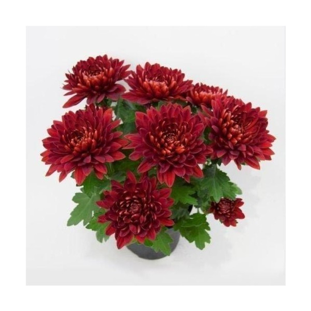Mimoza Karışık Renk Kasımpatı Krizantem Hüzün Çiçeği 5-10 cm Chrysanthemum Bitki Fiyatı