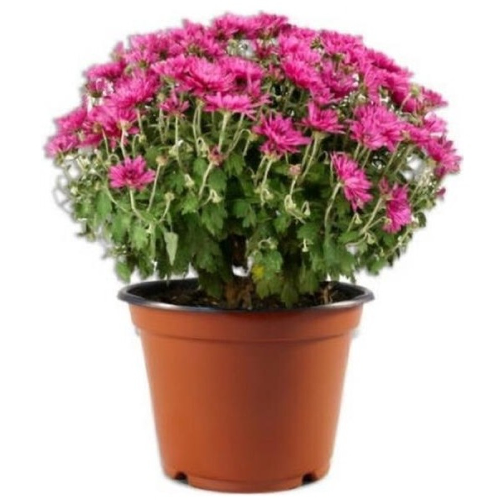 Mimoza Pembe Kasımpatı Krizantem Hüzün Çiçeği 5-10 cm Chrysanthemum - Renk Bitki Fiyatı
