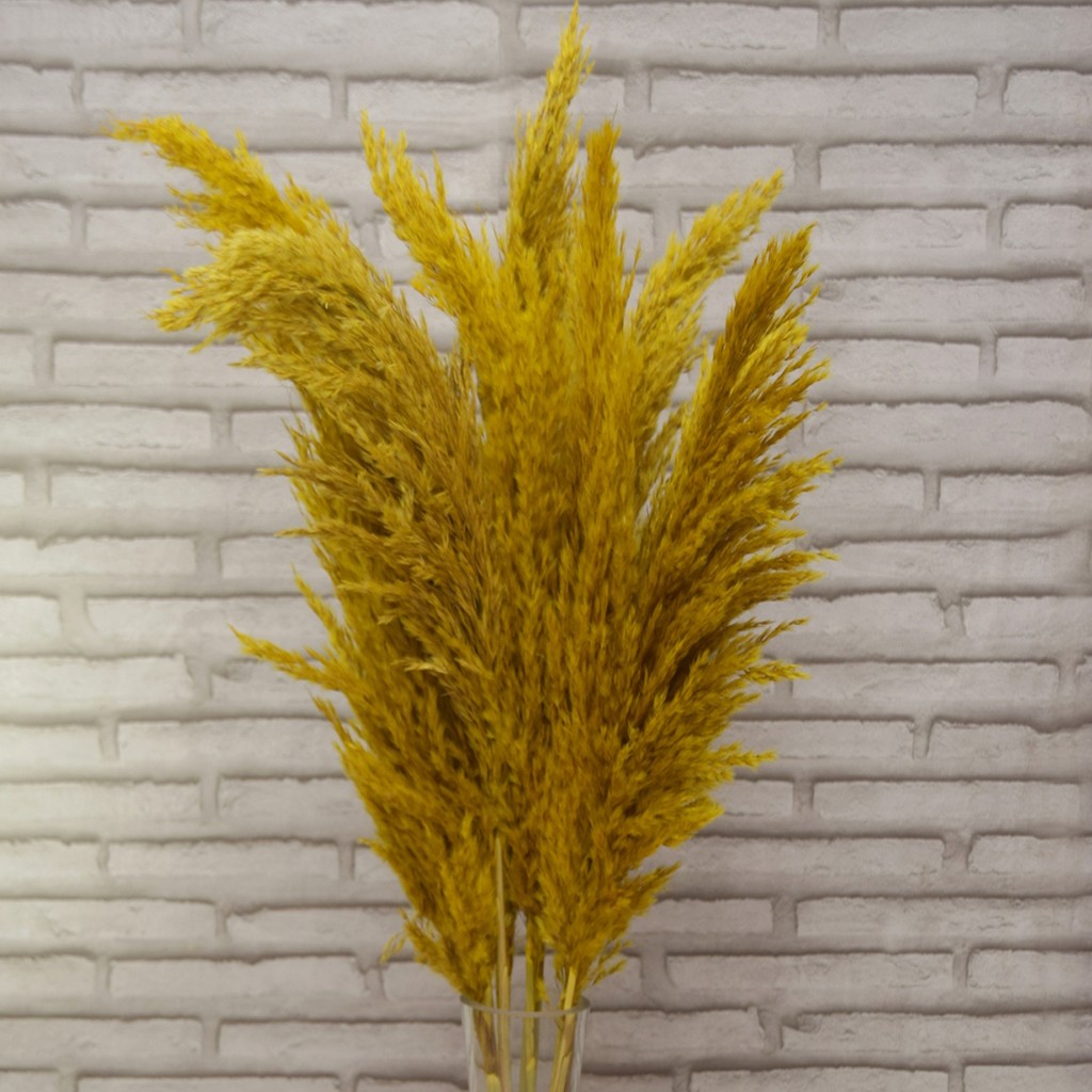 Mimoza Sarı Pampas 10 Adet 100 cm - Renkli Diğer Fiyatı