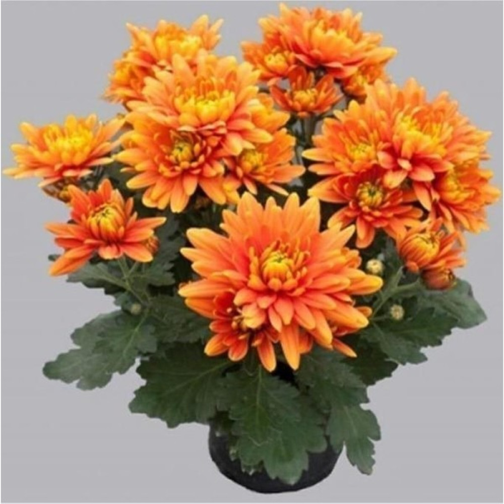 Mimoza Turuncu Kasımpatı Krizantem Hüzün Çiçeği 5-10 cm Chrysanthemum - Renk Bitki Fiyatı
