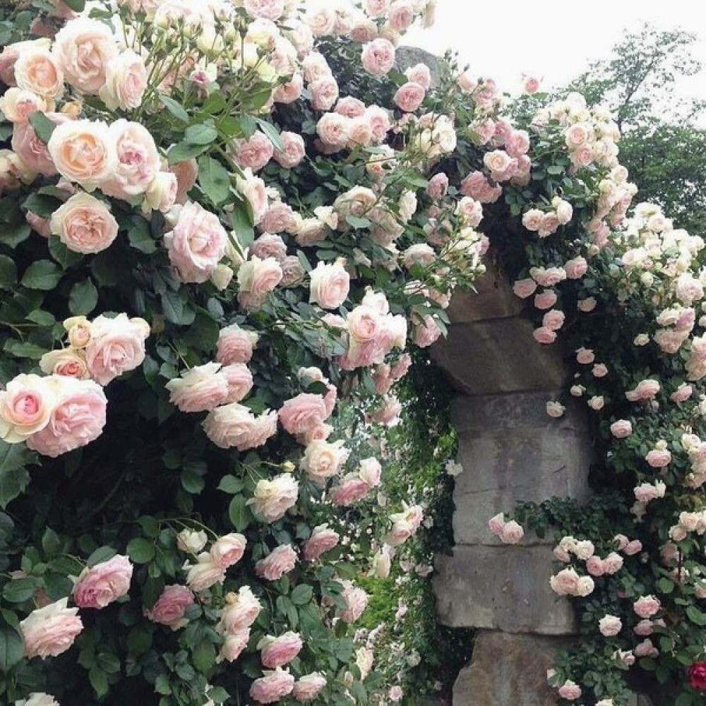 Mimoza Yediveren Pembe Beyaz Sarmaşık Gül Fidanı 1 Adet 15-25 Cm Bitki Fiyatı
