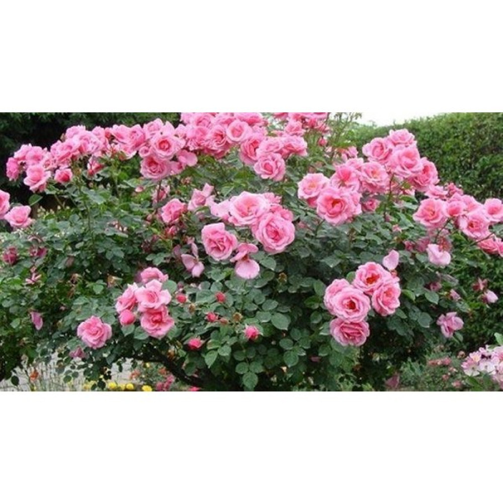 Mimoza Yediveren Pembe Sarmaşık Isparta Gül Fidanı 15-25 cm Fidan Fiyatı