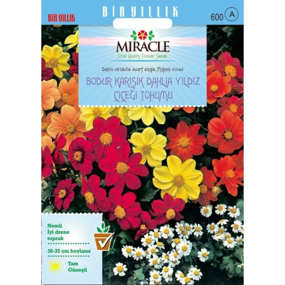 Miracle Tohum Miracle Karışık Renkli Bodur Mignon Dahlia Çiçeği Tohumu (80 tohum) Tohum Fiyatı