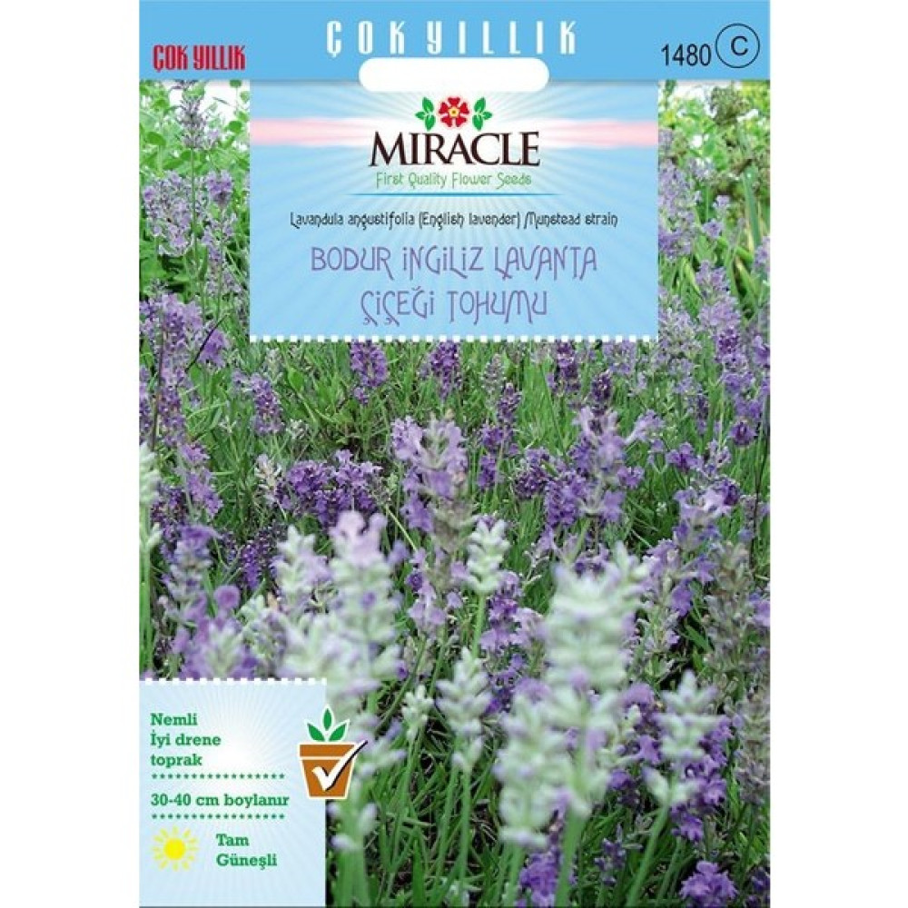 Miracle Tohum Miracle Munstead Strain Bodur İngiliz Lavanta Çiçeği Tohumu (95 tohum) Oto Boyaları Fiyatı