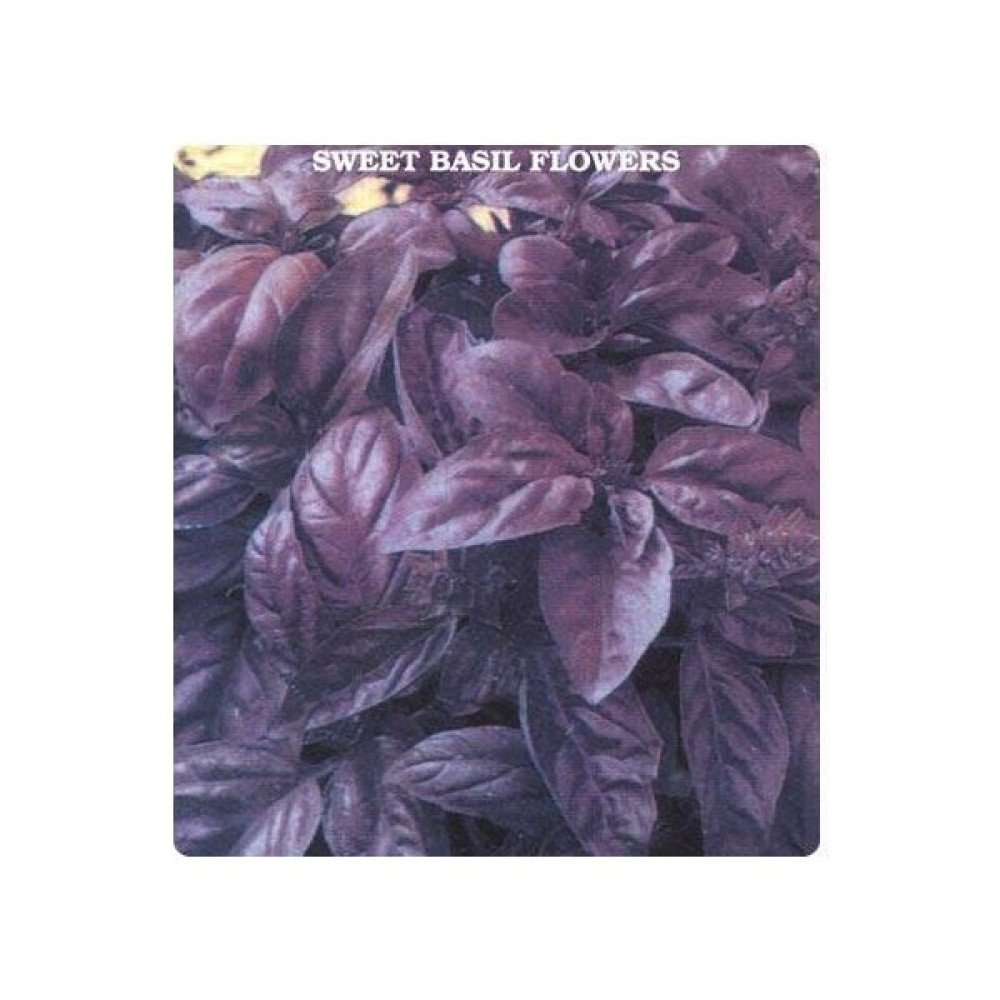 Miracle Tohum Mor Fesleğen Tohumu (100 gram) Oto Boyaları Fiyatı
