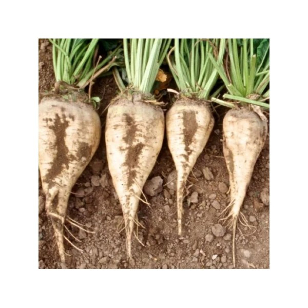 Mis Çiçek Şeker Pancarı Tohumu 5 gr Mis Çiçek - 1 Paket Oto Boyaları Fiyatı