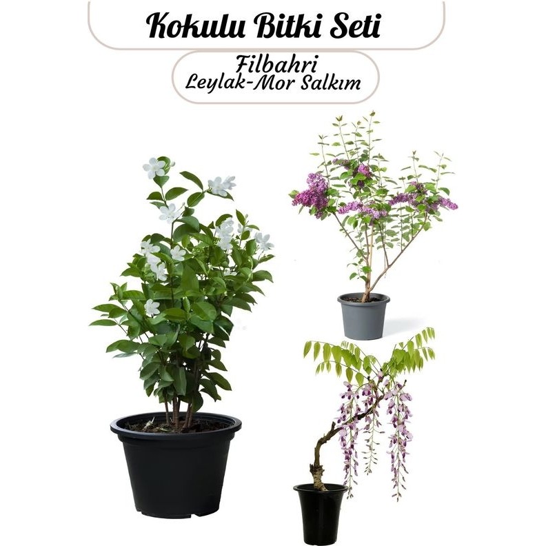 Mis Kokulu Bitki Seti Laylak-Mor Salkım-Filbahri Çiçeği Bahçe Çiçekleri Saksılı Saksı ve Aksesuarları Fiyatı