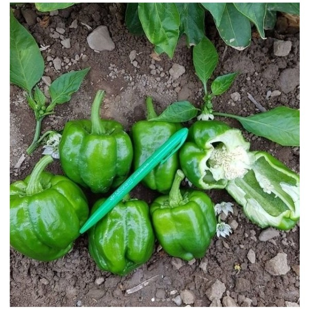 Mitofarm Antep Acı Dolma Biberi Tohumu 10 Gr. - 10 gr Tohum Fiyatı