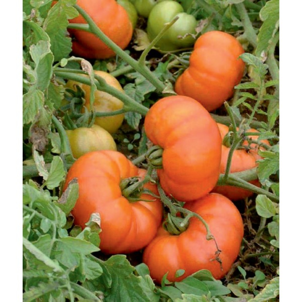 Mitofarm Sof Köy Domates Tohumu 5 Gr. - 5 gr Oto Boyaları Fiyatı