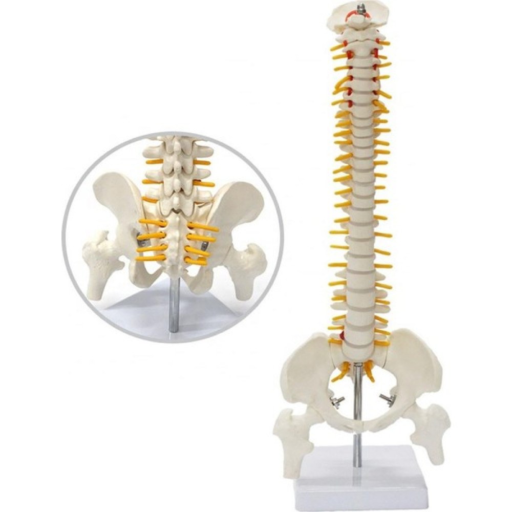 Miyang Tam Boy Femur Eklemli Omurga Iskeleti 45 cm Omurilik ve Sinir Model 22 - Renkli Okul Malzemeleri Fiyatı