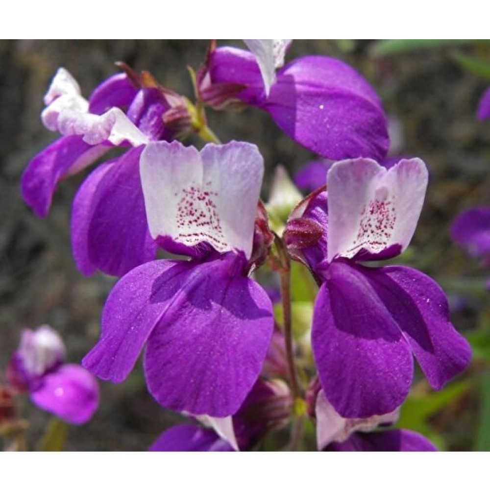 MMT Çin Evi Çiçeği Tohumu (Collinsia Heterophylla) (100 Tohum) - 100 Adet Tohum Fiyatı