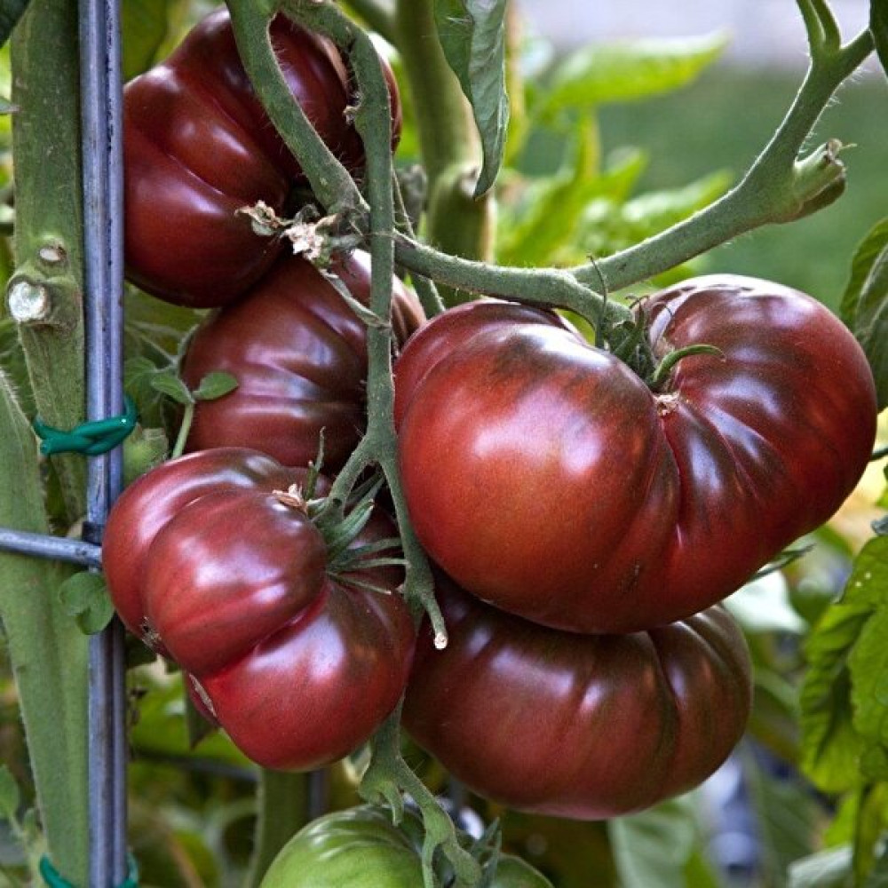 MMT Siyah Kırım Domatesi Tohumu (Solanum Lycopersicum) - 1 Adet Tohum Fiyatı